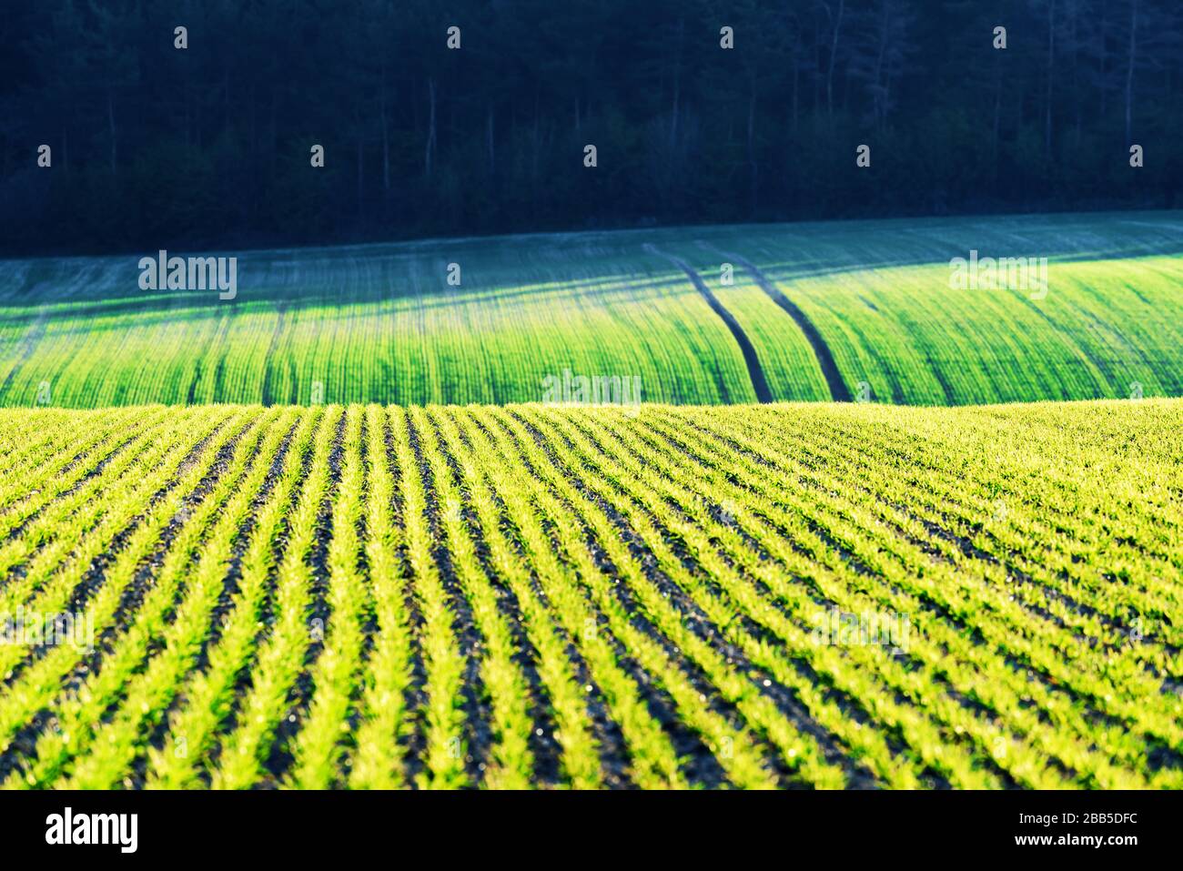 Filari di grano verde e onde dei campi agricoli della Moravia meridionale, Repubblica Ceca. Può essere utilizzato come sfondo naturale o texture Foto Stock