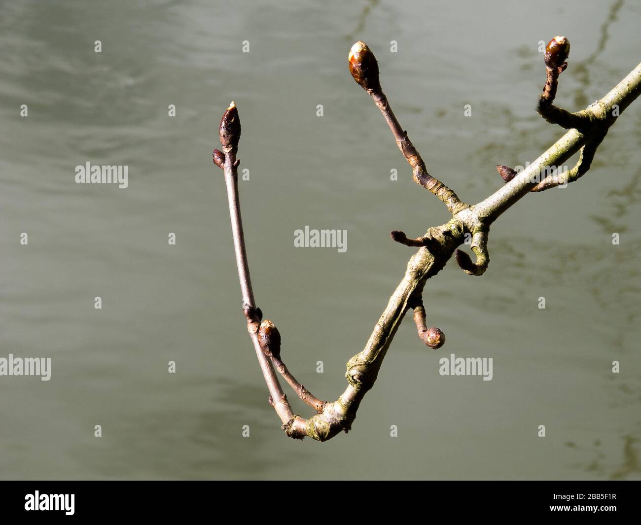 Aesculus ippocastanum, castagno, germogli di foglie sullo sfondo del Tamigi a Goring Foto Stock