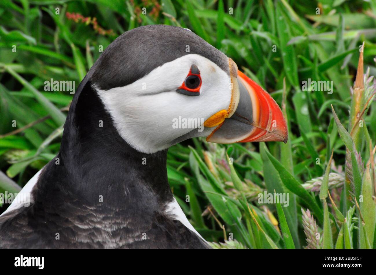 Il puffin 'Fratercola arctica' appare dalla sua burrow tra le coperture dell'erba sull'isola di Skomer al largo della costa di Pembrokeshire.Wales, Regno Unito Foto Stock