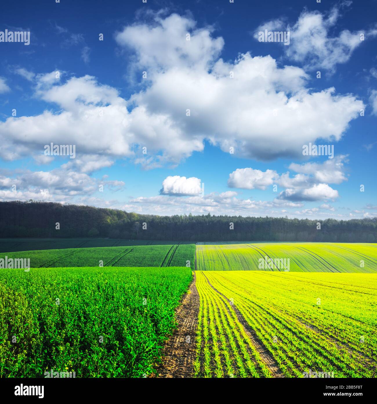Paesaggio rurale con campi agricoli e cielo blu. Regione della Moravia meridionale, Repubblica ceca Foto Stock