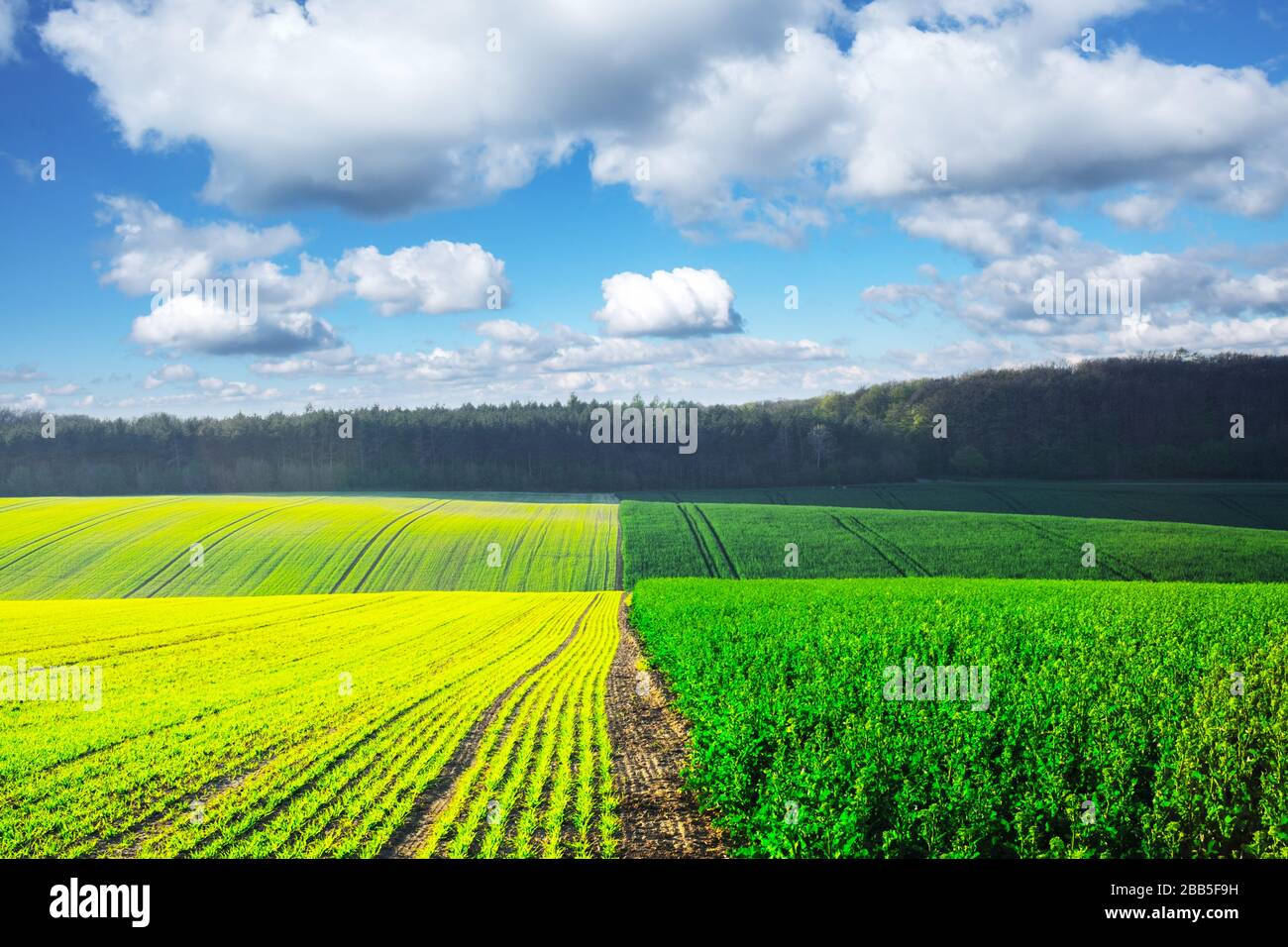 Paesaggio rurale con campi agricoli e cielo blu. Regione della Moravia meridionale, Repubblica ceca Foto Stock