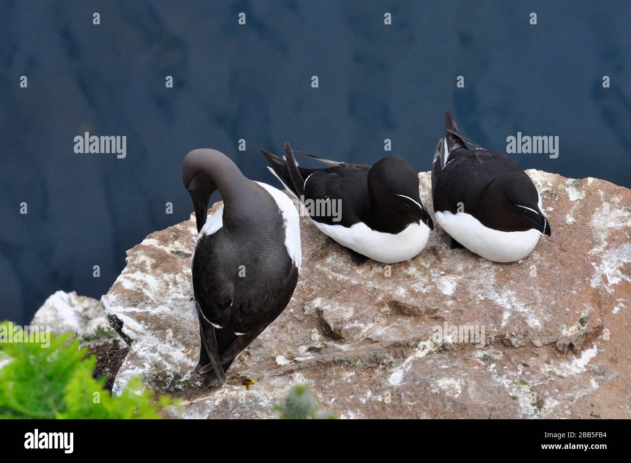 Un Gillemot 'Uria aalge' preenne le sue piume con un paio di Razorbiles'Alca torda' su una sporgenza rocciosa che si affaccia sul mare sull'isola di Skomer al largo della Pembro Foto Stock