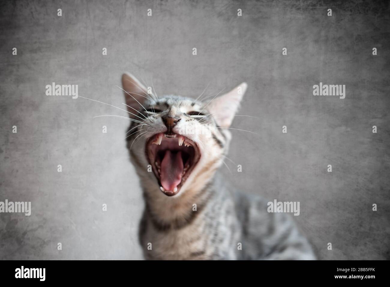 Tenda di gatto con la bocca aperta e gli occhi chiusi Foto Stock