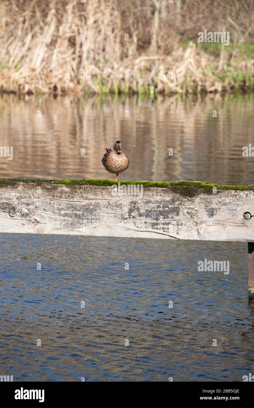 Anatra mallard femmina [Anas platyrhynchos] in piedi su una gamba guardando verso la fotocamera su un fascio di legno accanto a un canale. Foto Stock