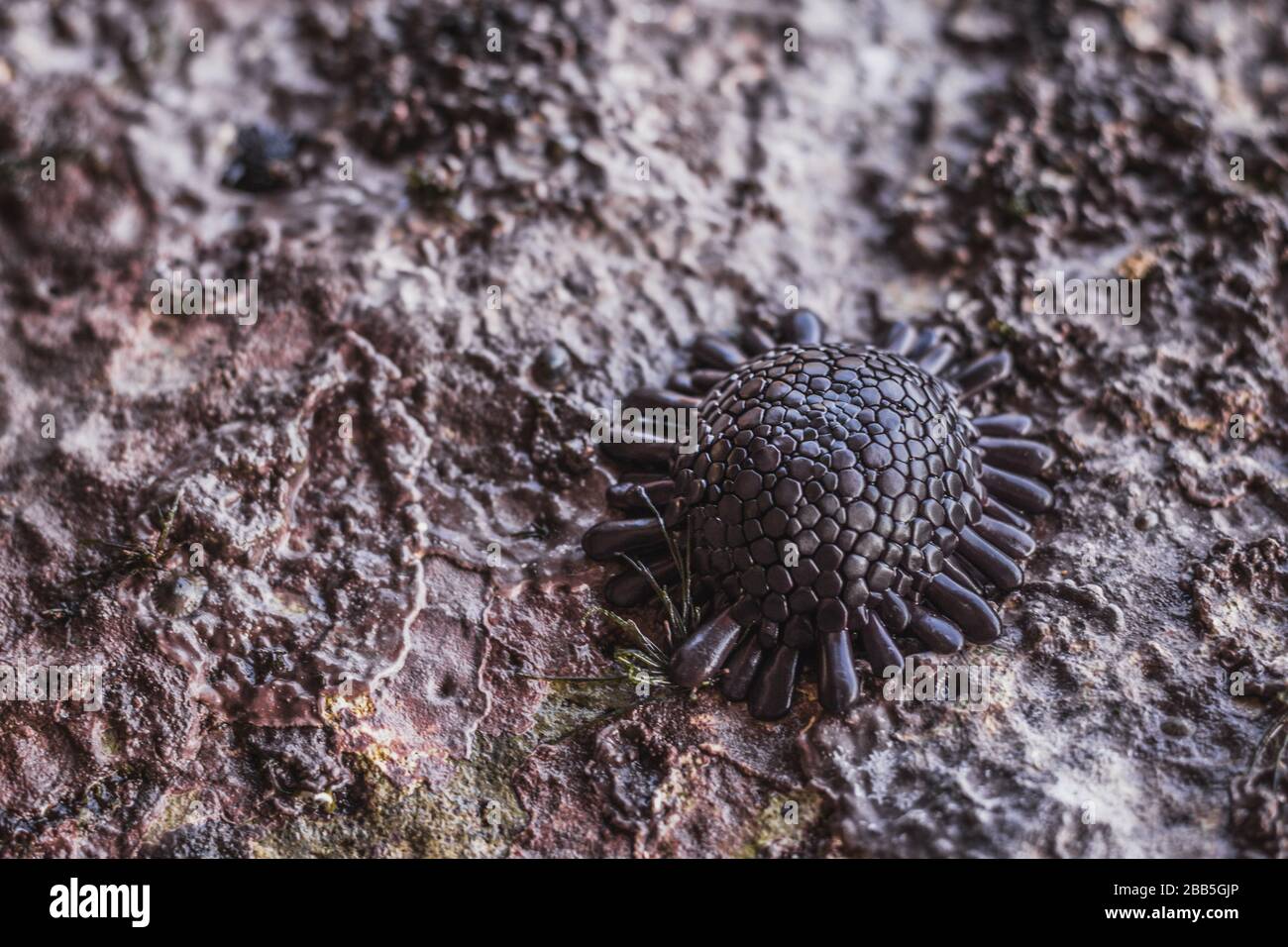 Ricci di mare su roccia. Macro ricci di mare. La vita marina della barriera corallina e del suo ecosistema in un arcipelaghi indonesiani Foto Stock