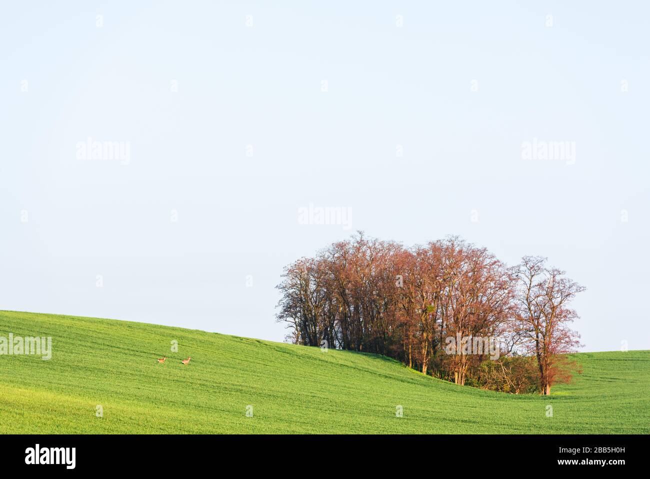 Paesaggio rurale con campo agricolo verde, cielo limpido e alberi sulle colline primaverili. Regione della Moravia meridionale, Repubblica ceca Foto Stock