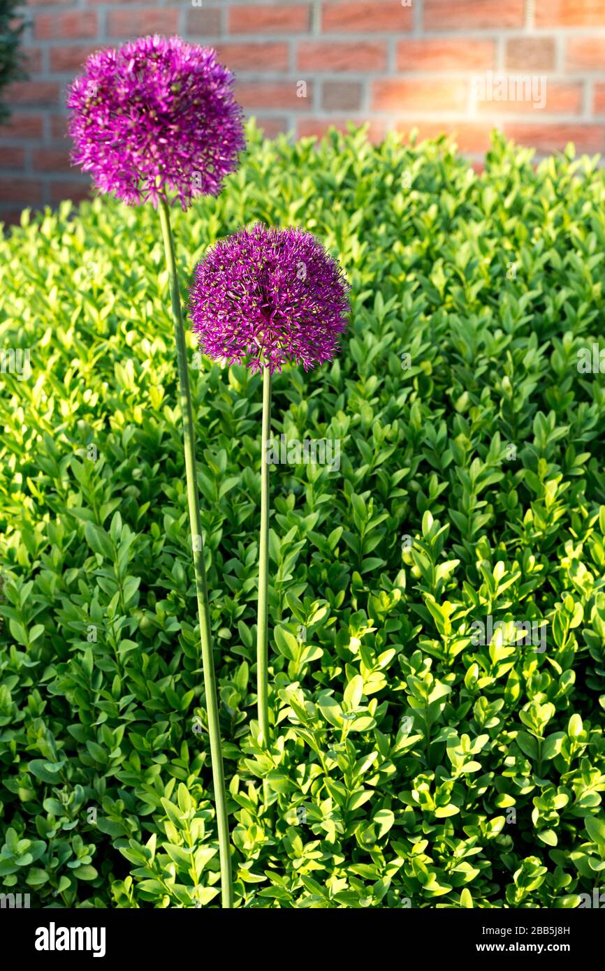 Allium hollandicum - viola sensazione fiore di fronte alla siepe di boxtree verde e parete di mattoni rossi Foto Stock