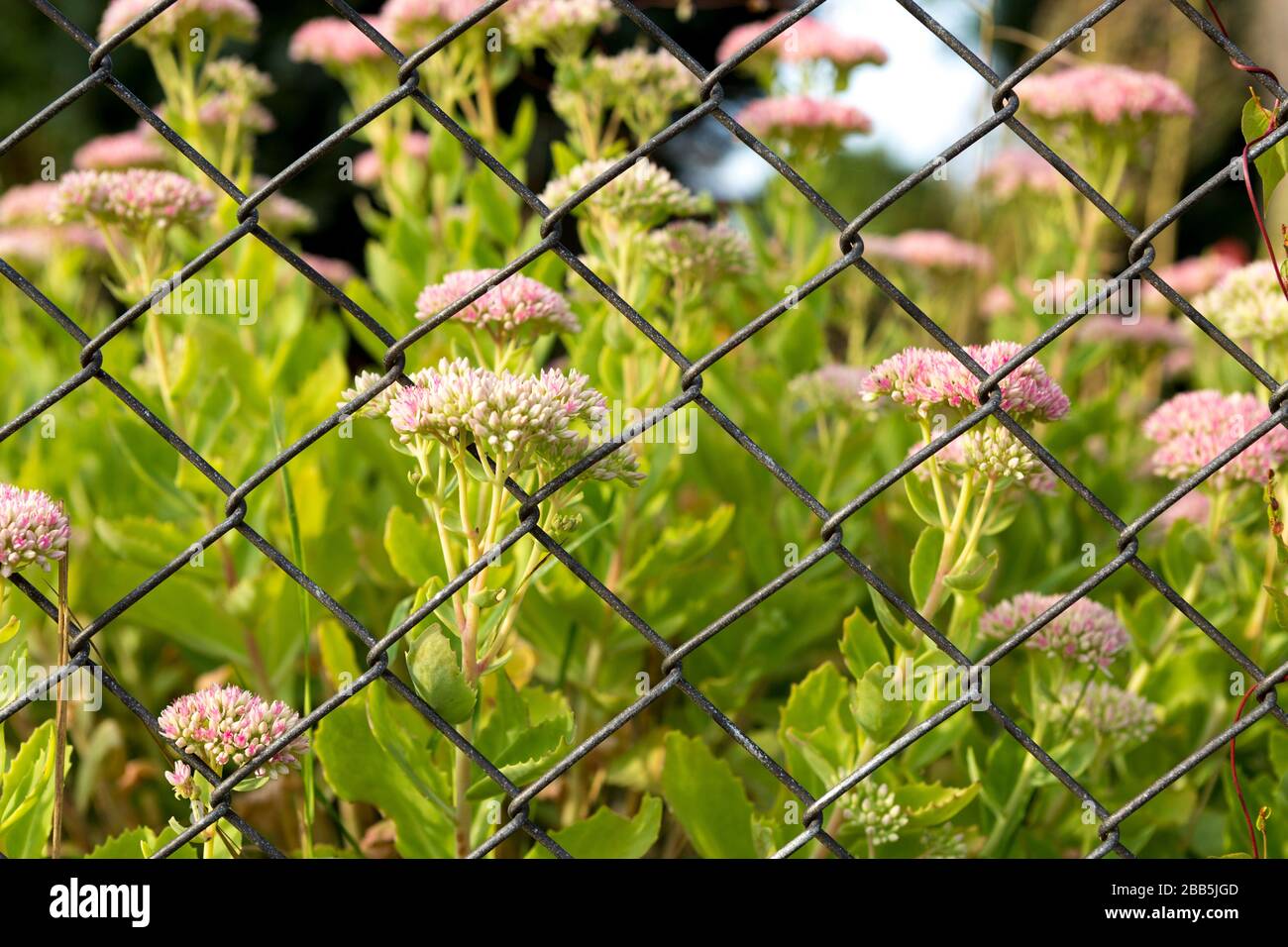 Colpo atmosferico dei fiori del sedum rosa chiaro attraverso un recinto del giardino del metallo Foto Stock