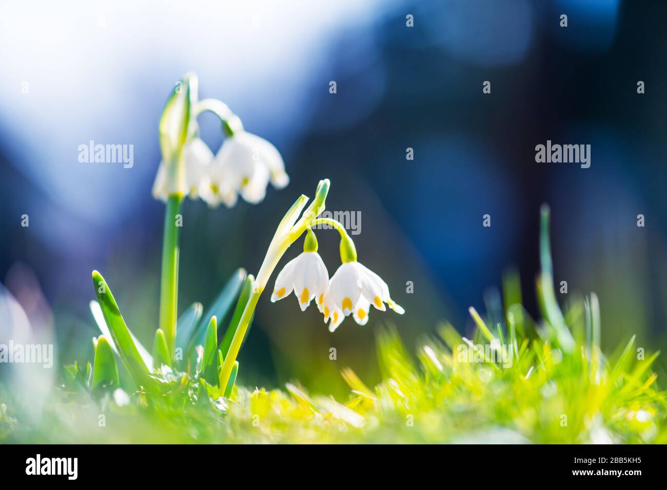Fiori di Snowdrop sul prato primavera foresta primo piano. Fotografia macro natura Foto Stock