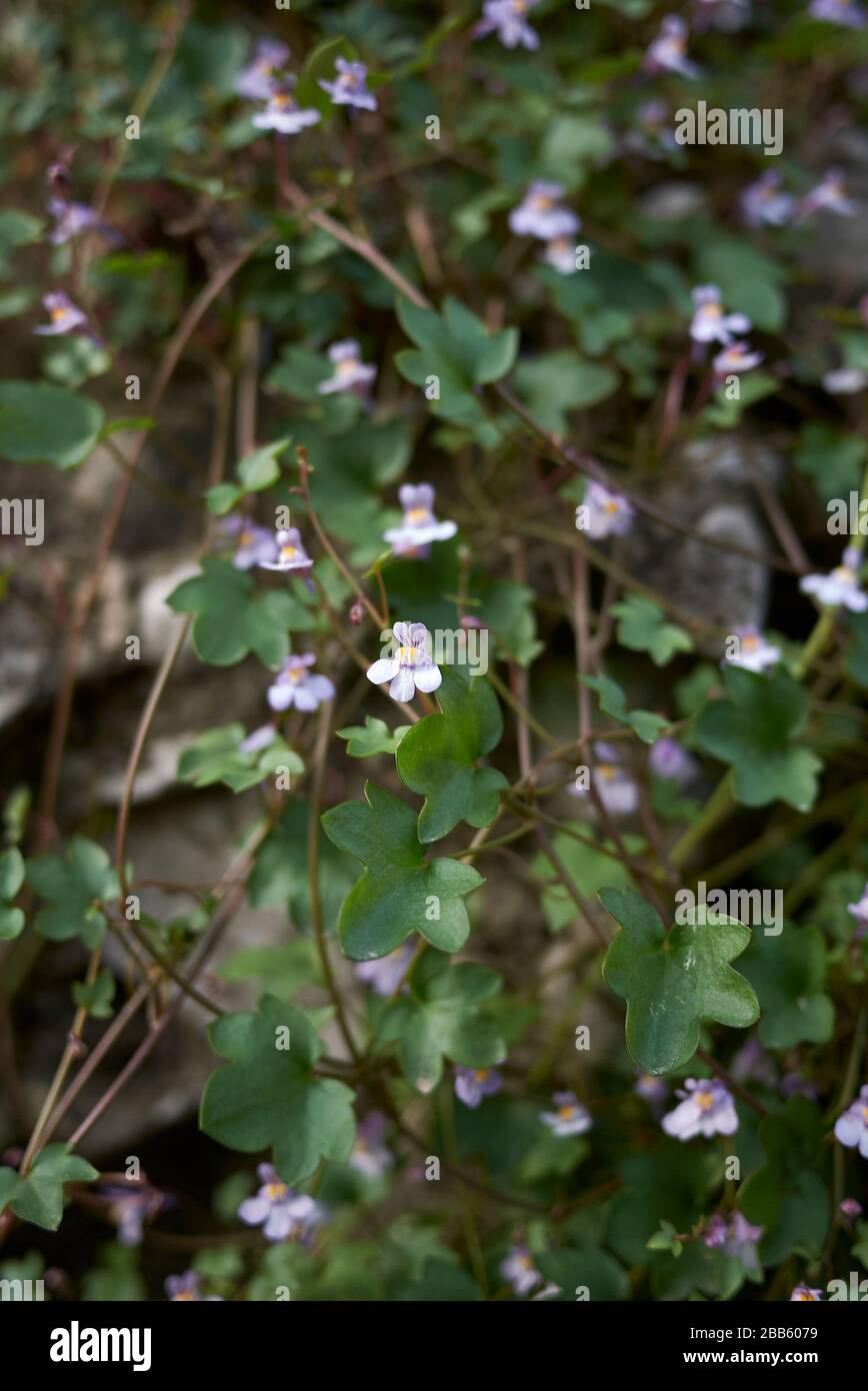 Cymbalaria muralis variopinto fiori piccoli Foto Stock