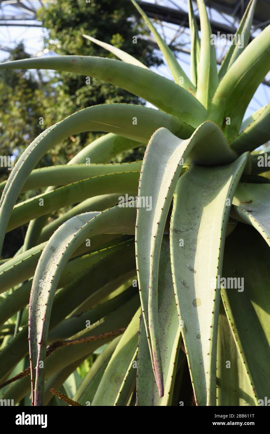 Aloe del Capo. Esistono molte varietà di aloe diverse e il loro succo viene utilizzato a scopo medicinale. Aloe ferox, comunemente nota come aloe amara Foto Stock
