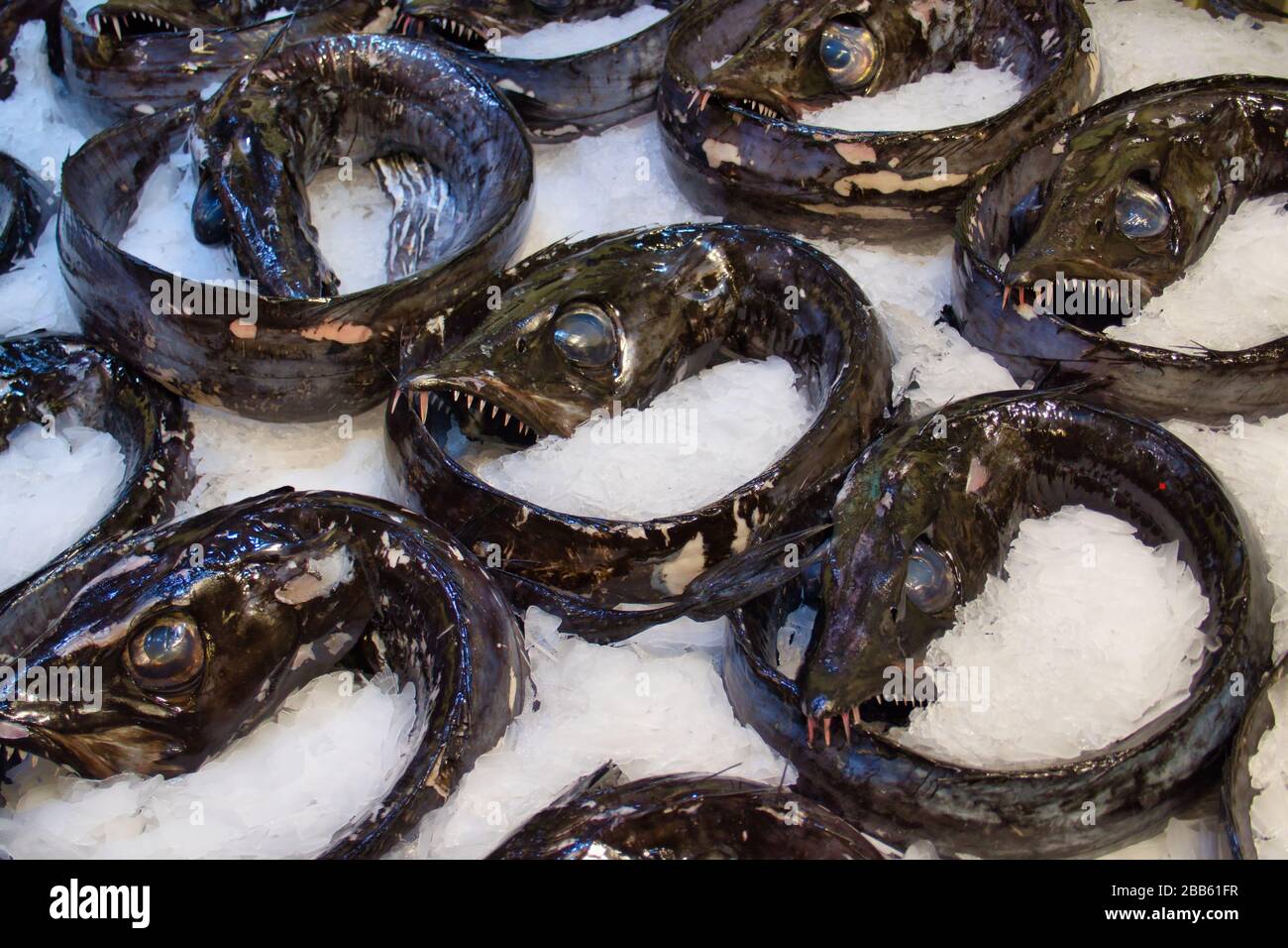 Pesce sciabola nero (aphanopus carbo) preparato per la vendita su ghiaccio in un banco di pesce in un supermercato sull'isola di Madeira Foto Stock