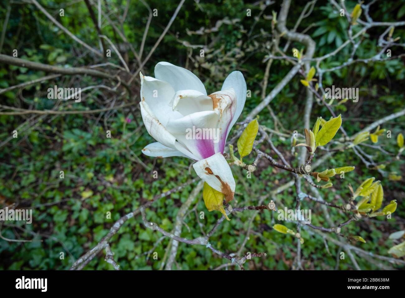 Fiori bianchi di magnolia che diventano marroni e morenti, danneggiati da una brina di tarda primavera in un giardino nel Surrey, Inghilterra sud-orientale Foto Stock
