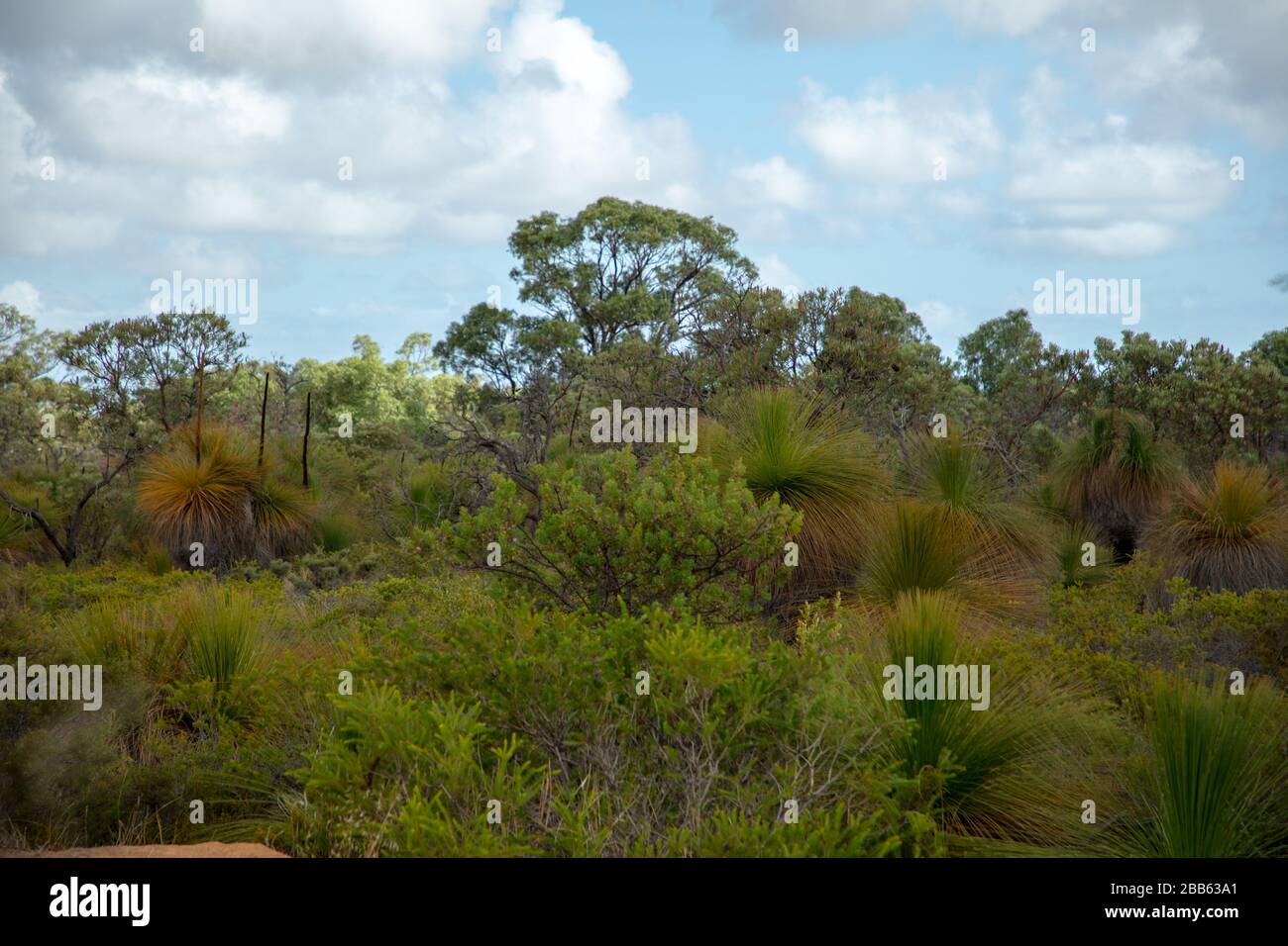 Australia Bush Land visto vicino Perth, Australia occidentale. Foto Stock