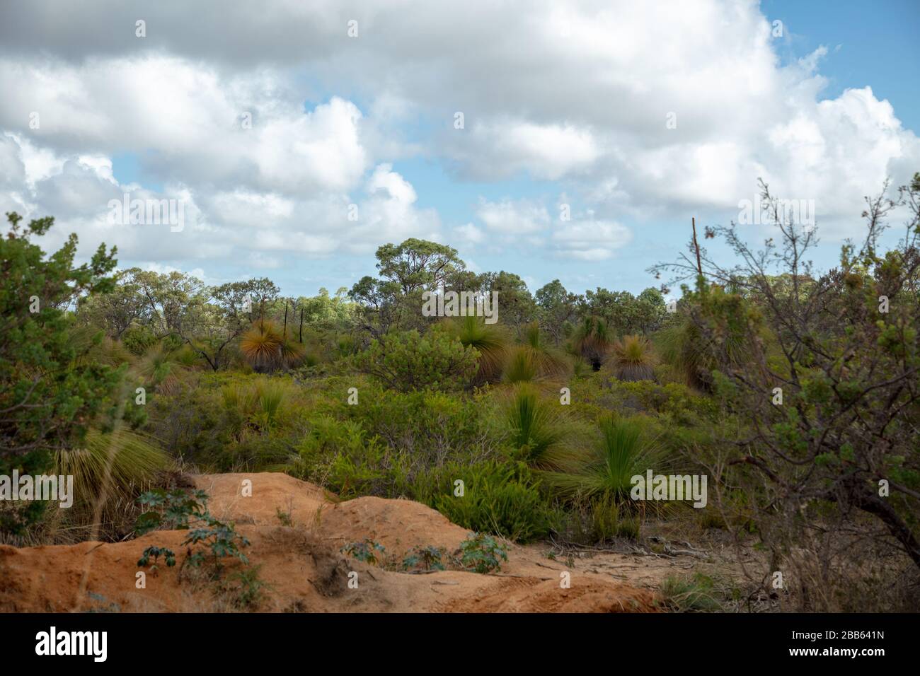 Australia Bush Land visto vicino Perth, Australia occidentale. Foto Stock