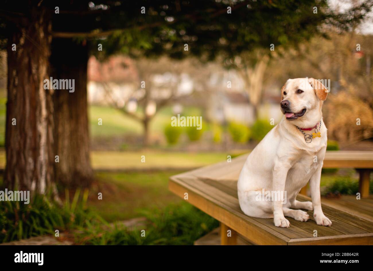 Ritratto di cane labrador in un parco. Foto Stock