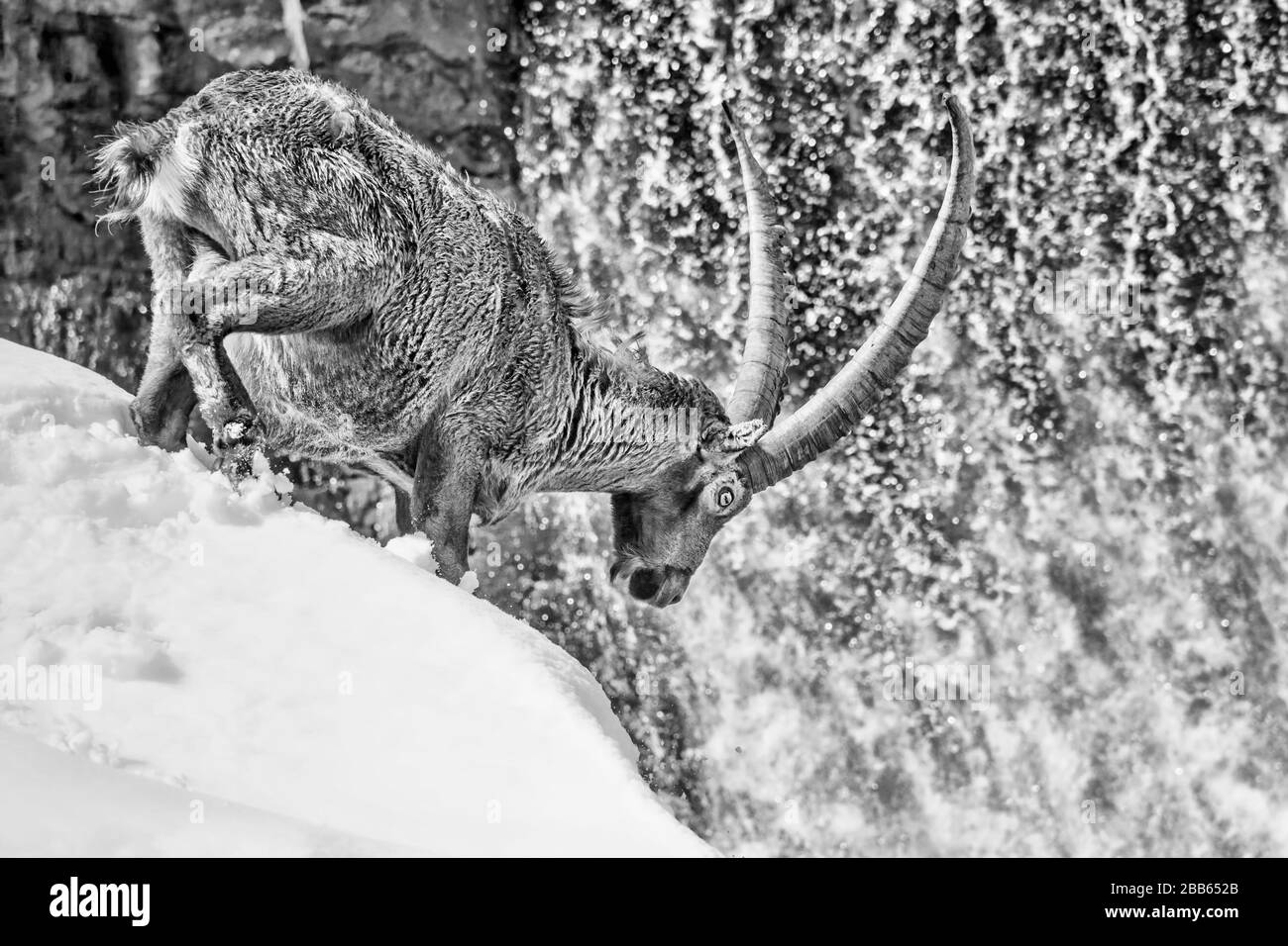 L'Ibex alpina e la cascata (Capra ibex) Foto Stock
