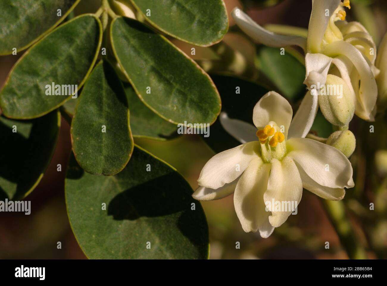 Moringa oleifera, albero tropicale in Valle Gran Rey, la Gomera Foto Stock