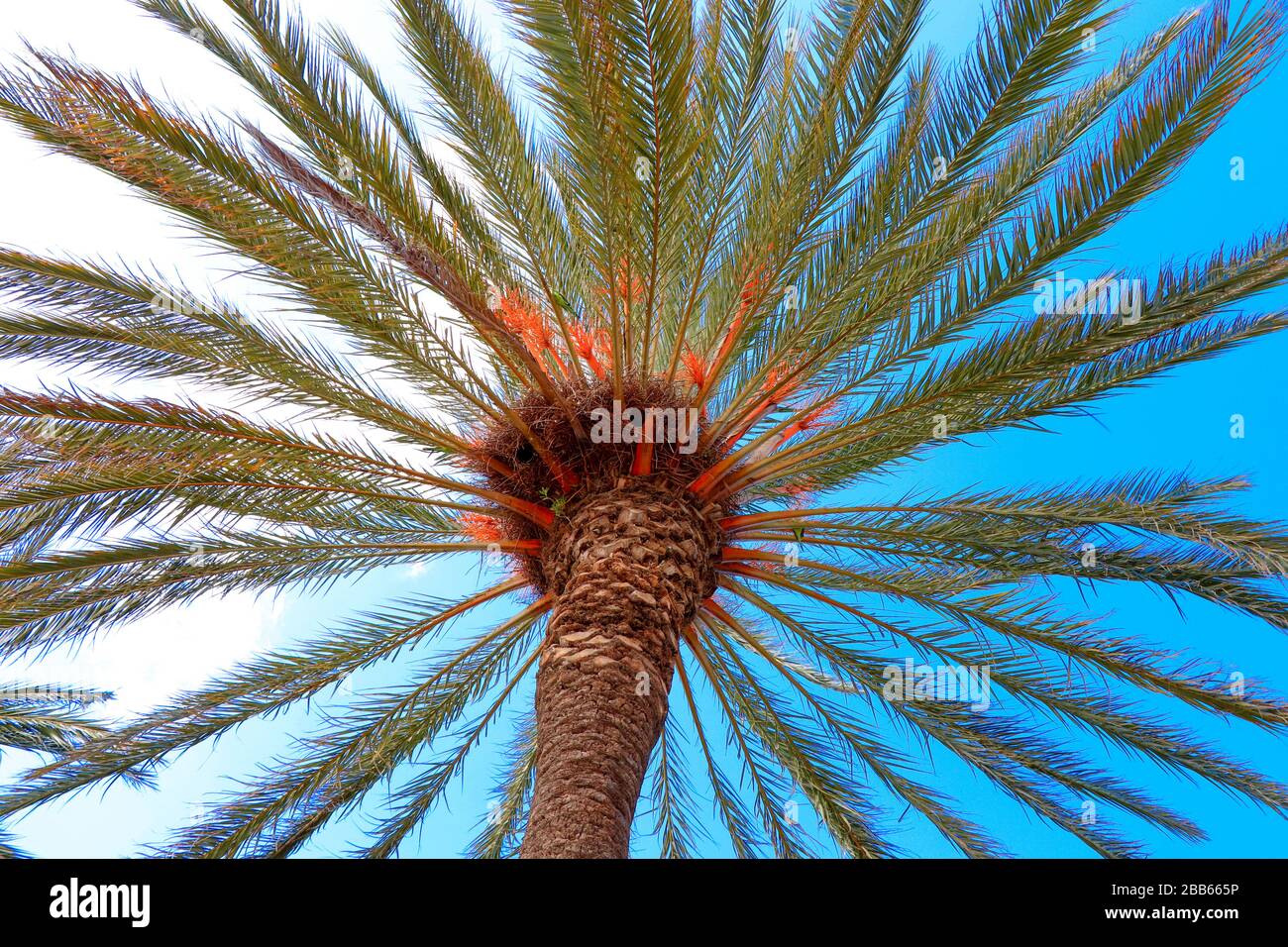 Perroquets in palme sulla Costa Daurada spagnola Foto Stock