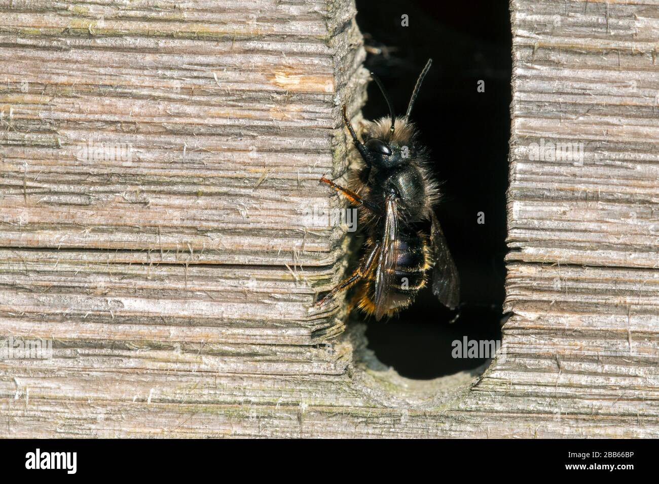 L'ape del mason blu (Osmia caerulescens / Apis caerulescens) che entra nella cavità del nido in hotel dell'insetto per le api solitarie Foto Stock