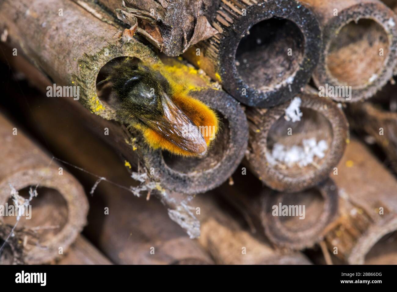 Ape Mason / builder apee / europeo di orchidea Osmia cornuta - carico di polline e nettare - nidificazione in fusto cavo in hotel di insetti per le api solitarie Foto Stock