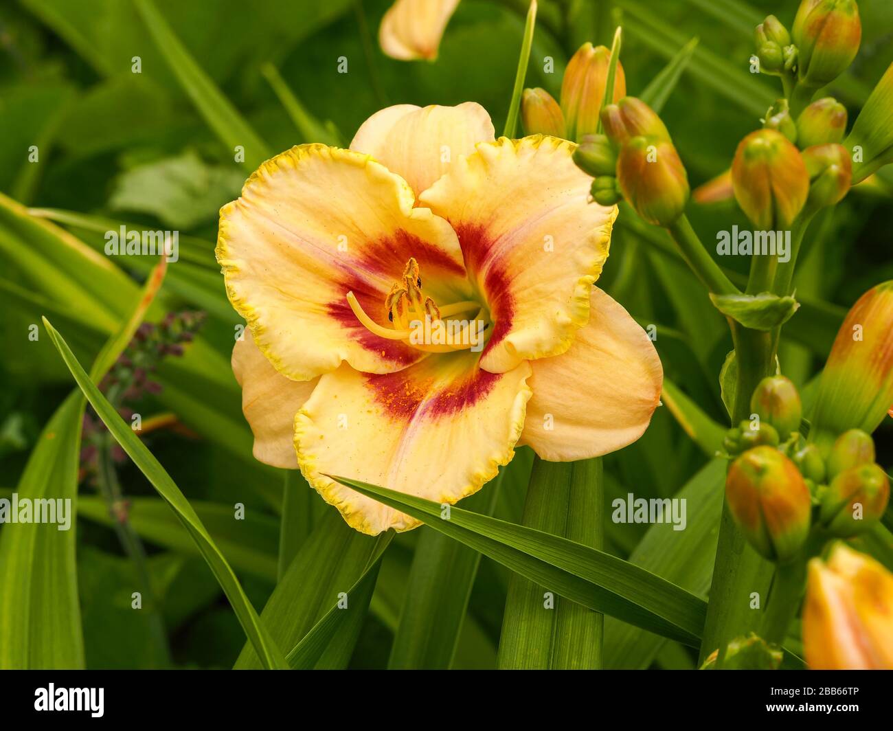 Closeup di una grande fioritura arancione e giallo di Hemerocallis Custard Candy Foto Stock