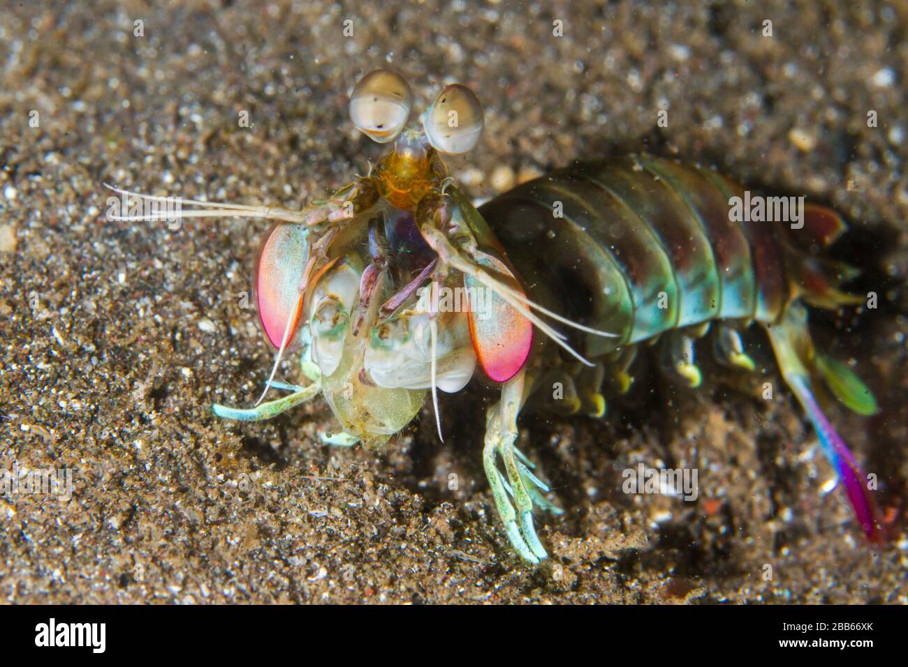 Gamberetto di mantis rosa (Odontodactylus latirostris) stretto di Lembeh, Indonesia Foto Stock