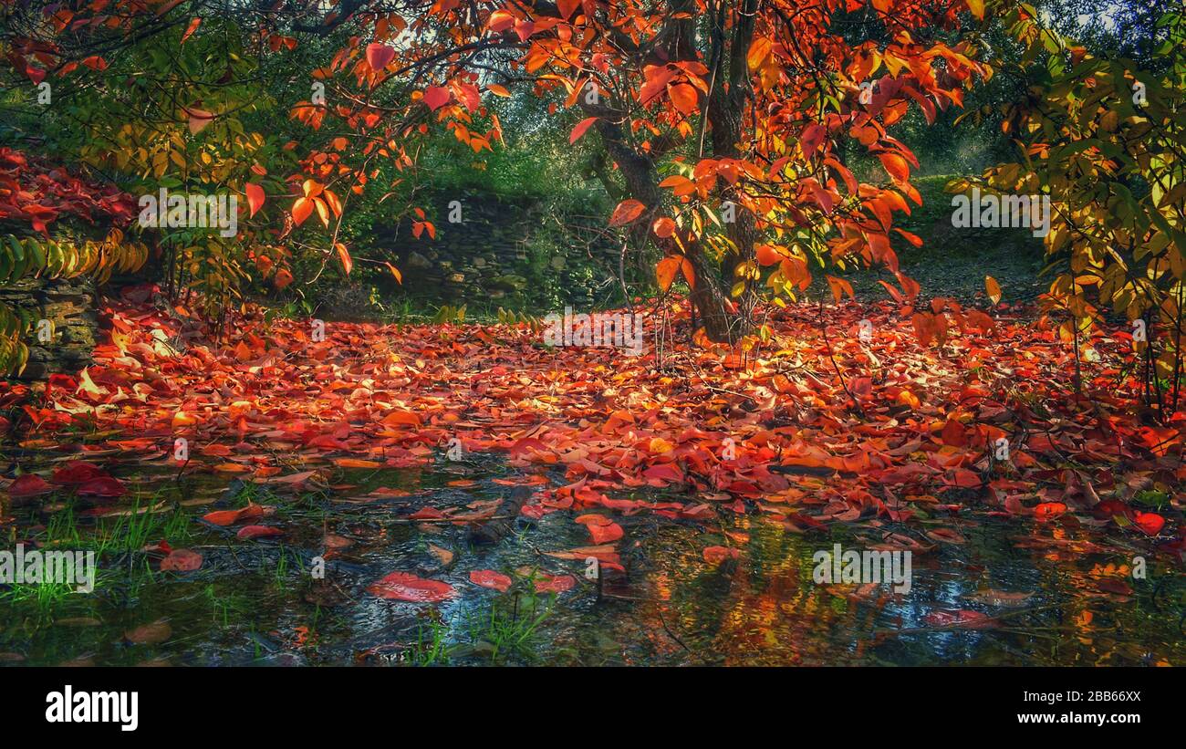 Un'altra storia d'autunno con questi colori sublimi e posti incredibili. Foto Stock