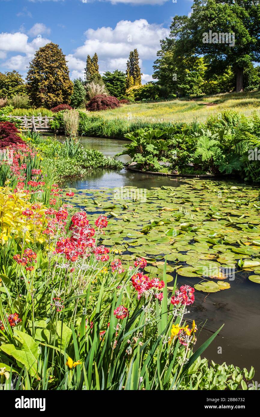 Gli stagni di giglio e il ponte pedonale di legno a RHS Wisley. Foto Stock