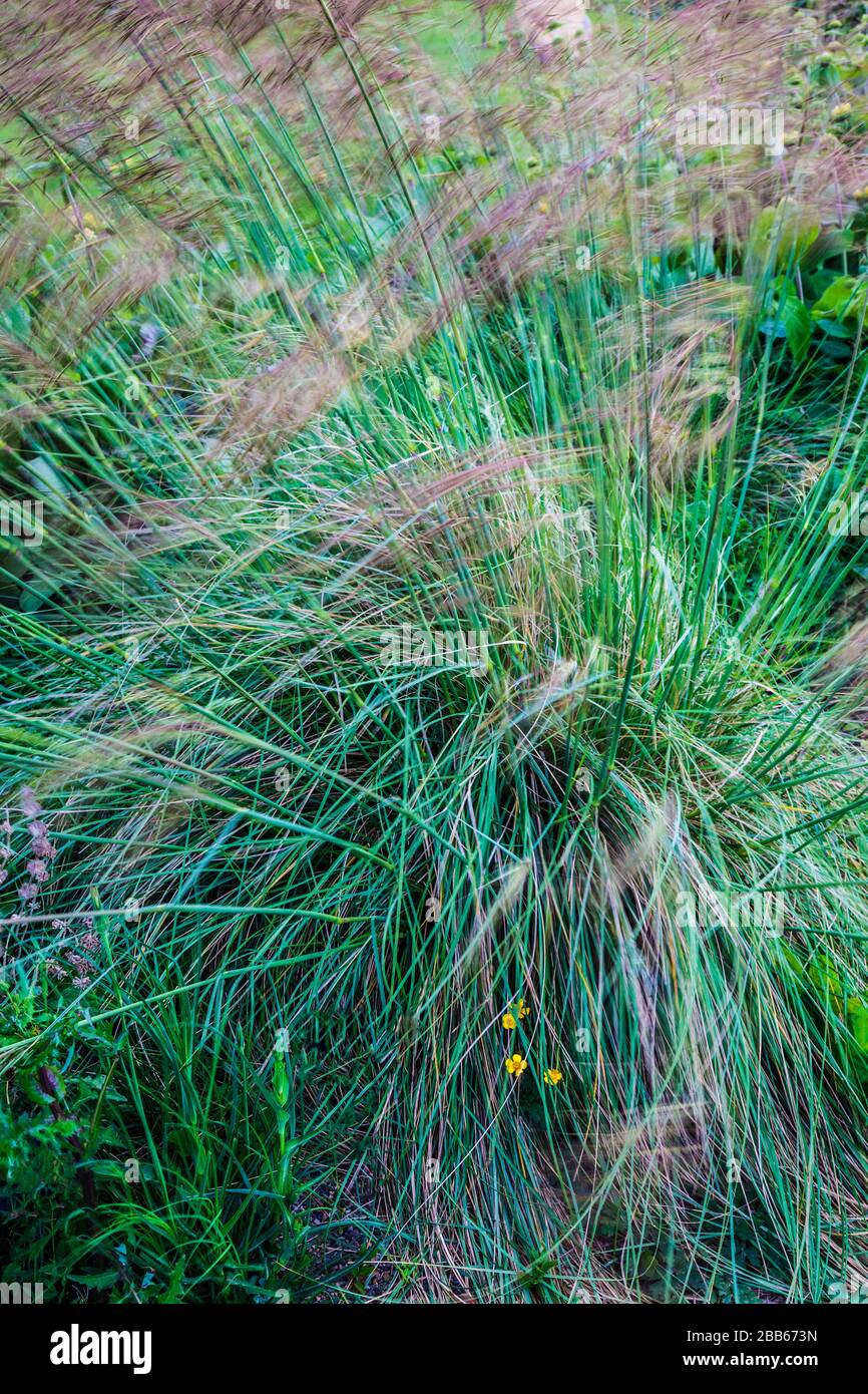 Stipa gigantea o Golden Oats, un perenne, sempreverde erba ornamentale. Foto Stock