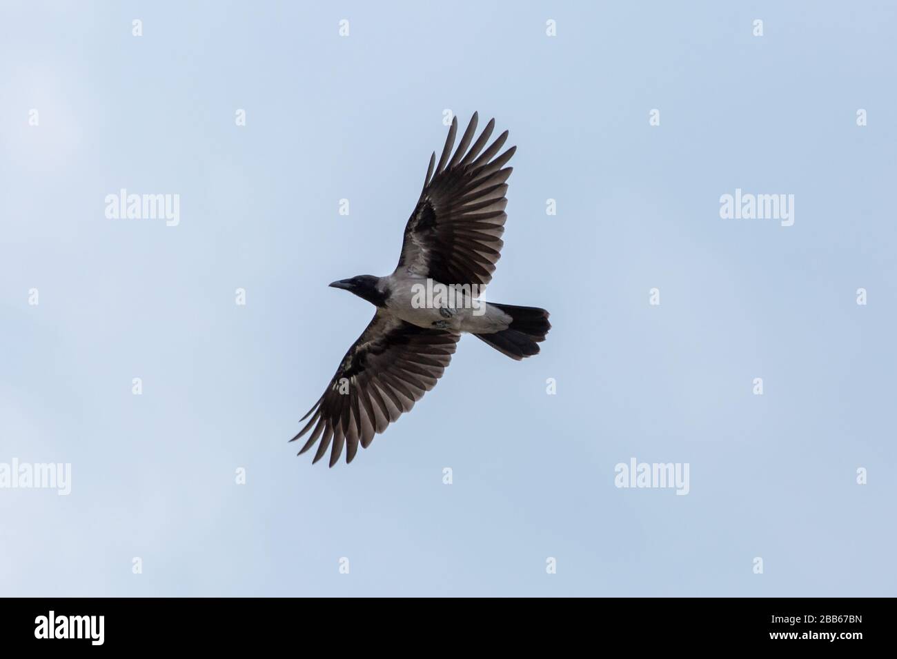 Carrion Crow alla Spiaggia di Marielyst, Zelanda, Danimarca Foto Stock