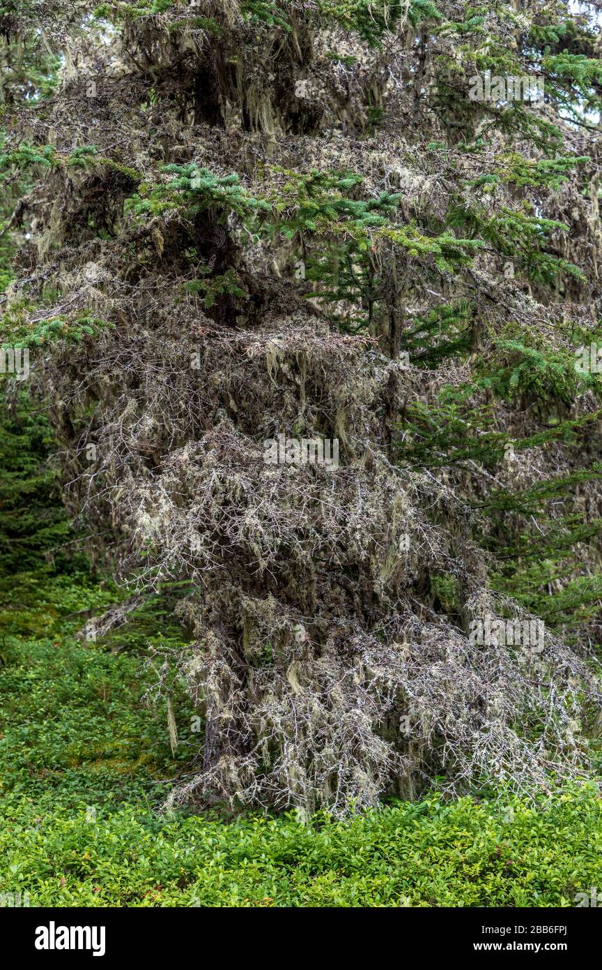 Tronco e bruna di abete rosso nei boschi Foto Stock