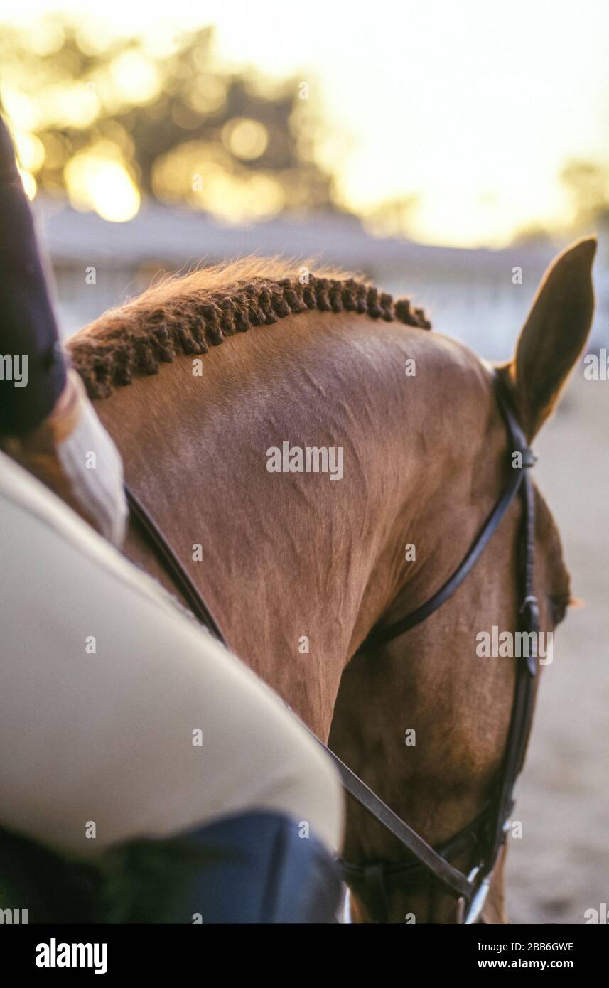 Primo piano sul collo del sedile Hunt con la criniera intrecciata. Foto Stock