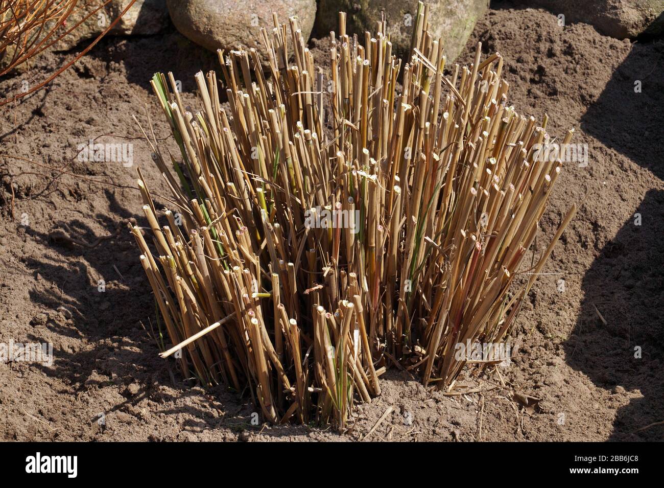 Un groppa di erba di Miscanthus dopo la rifilatura dello scorso anno shoots.f coronavirus nel corpo. Giardinaggio di primavera. Foto Stock