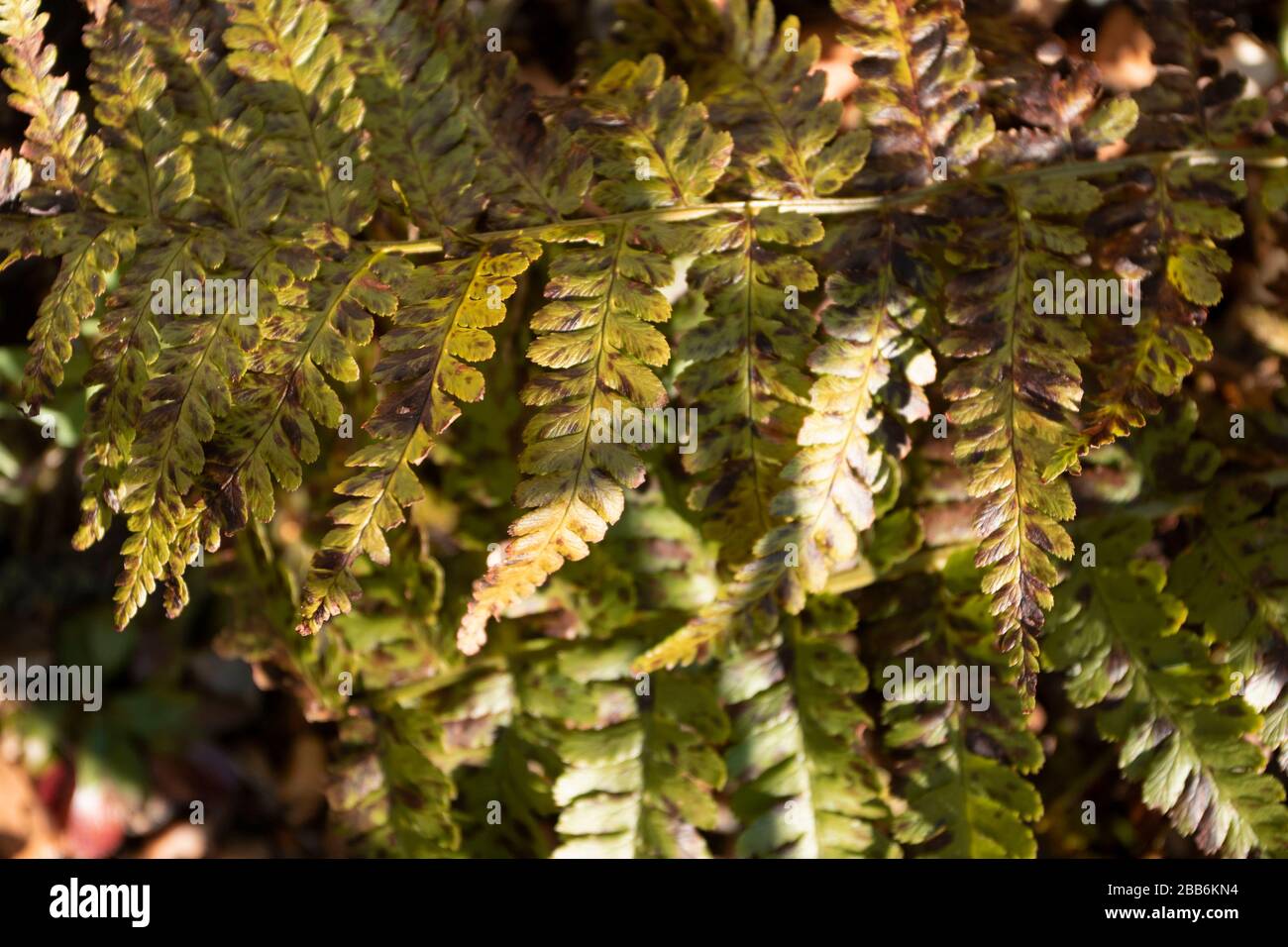 Fern frontz natura primo piano di modelli di foglia al sole, East Sussex, Inghilterra, europa Foto Stock