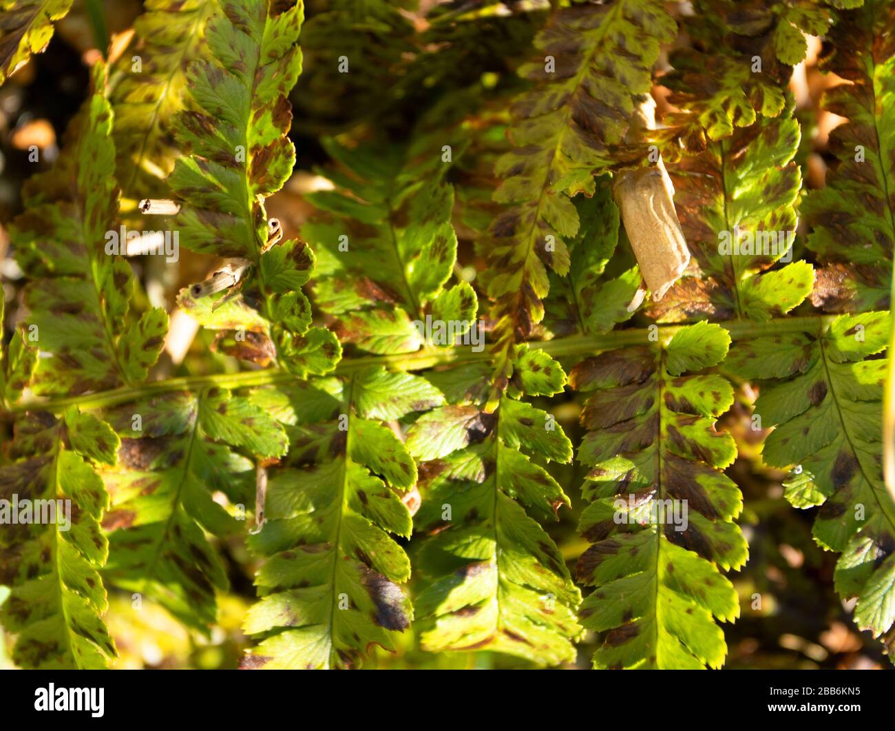 Fern frontz natura primo piano di modelli di foglia al sole, East Sussex, Inghilterra, europa Foto Stock