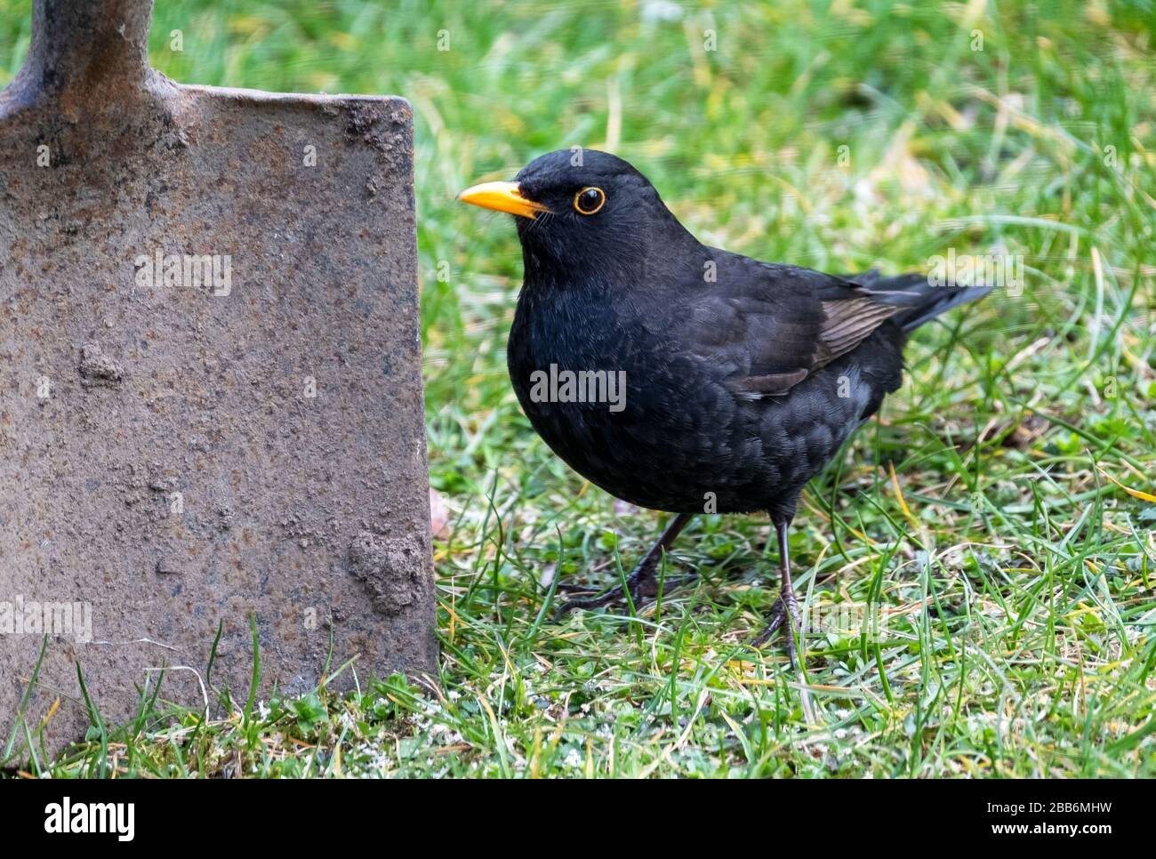 Un Blackbird in attesa accanto a un giardino vanga per il cibo, Scozia. Foto Stock