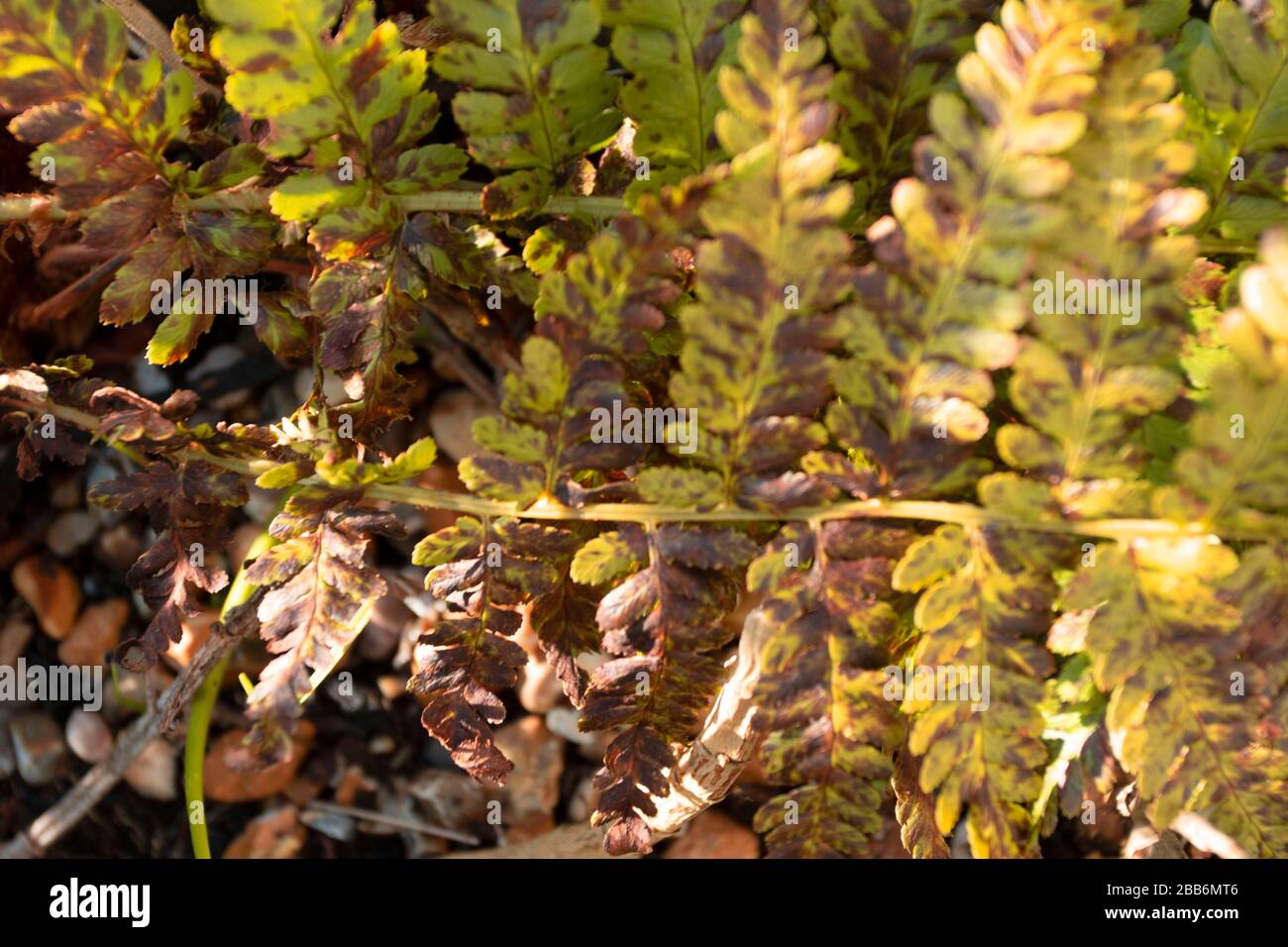 Fern frontz natura primo piano di modelli di foglia al sole, East Sussex, Inghilterra, europa Foto Stock