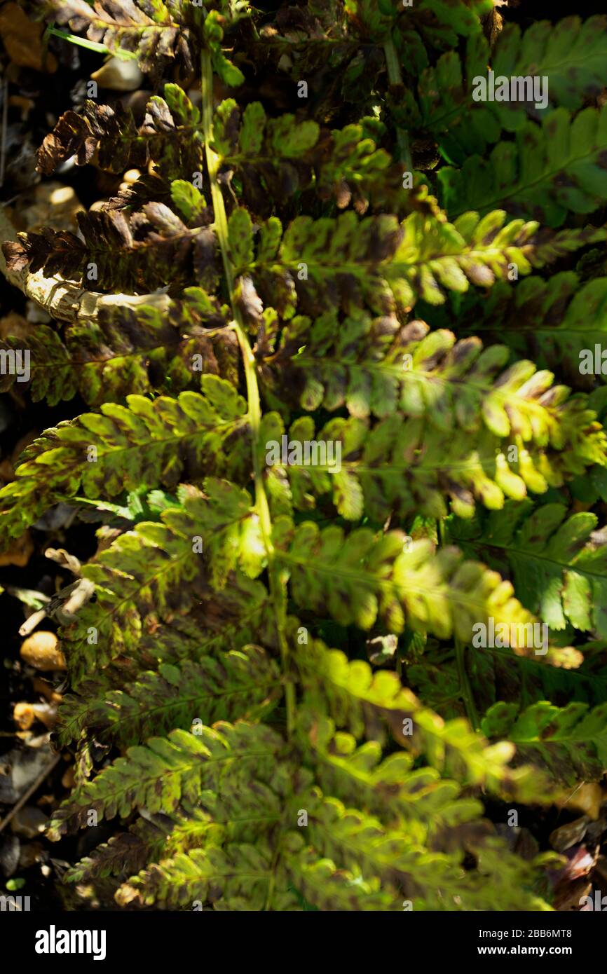 Fern frontz natura primo piano di modelli di foglia al sole, East Sussex, Inghilterra, europa Foto Stock