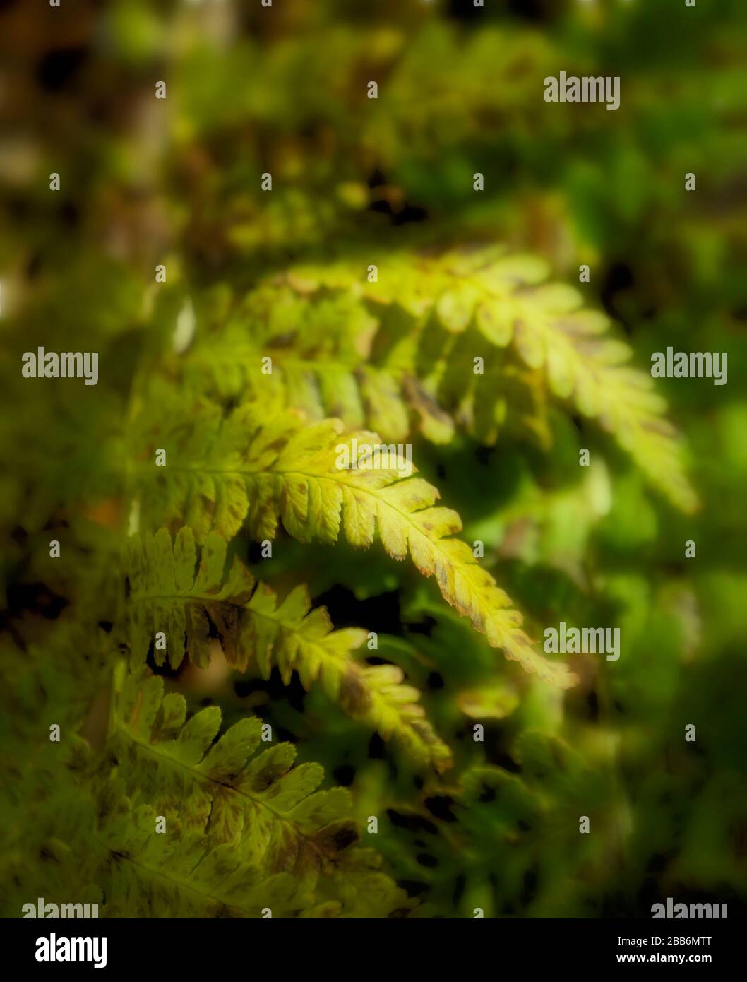Fern frontz natura primo piano di modelli di foglia al sole, East Sussex, Inghilterra, europa Foto Stock