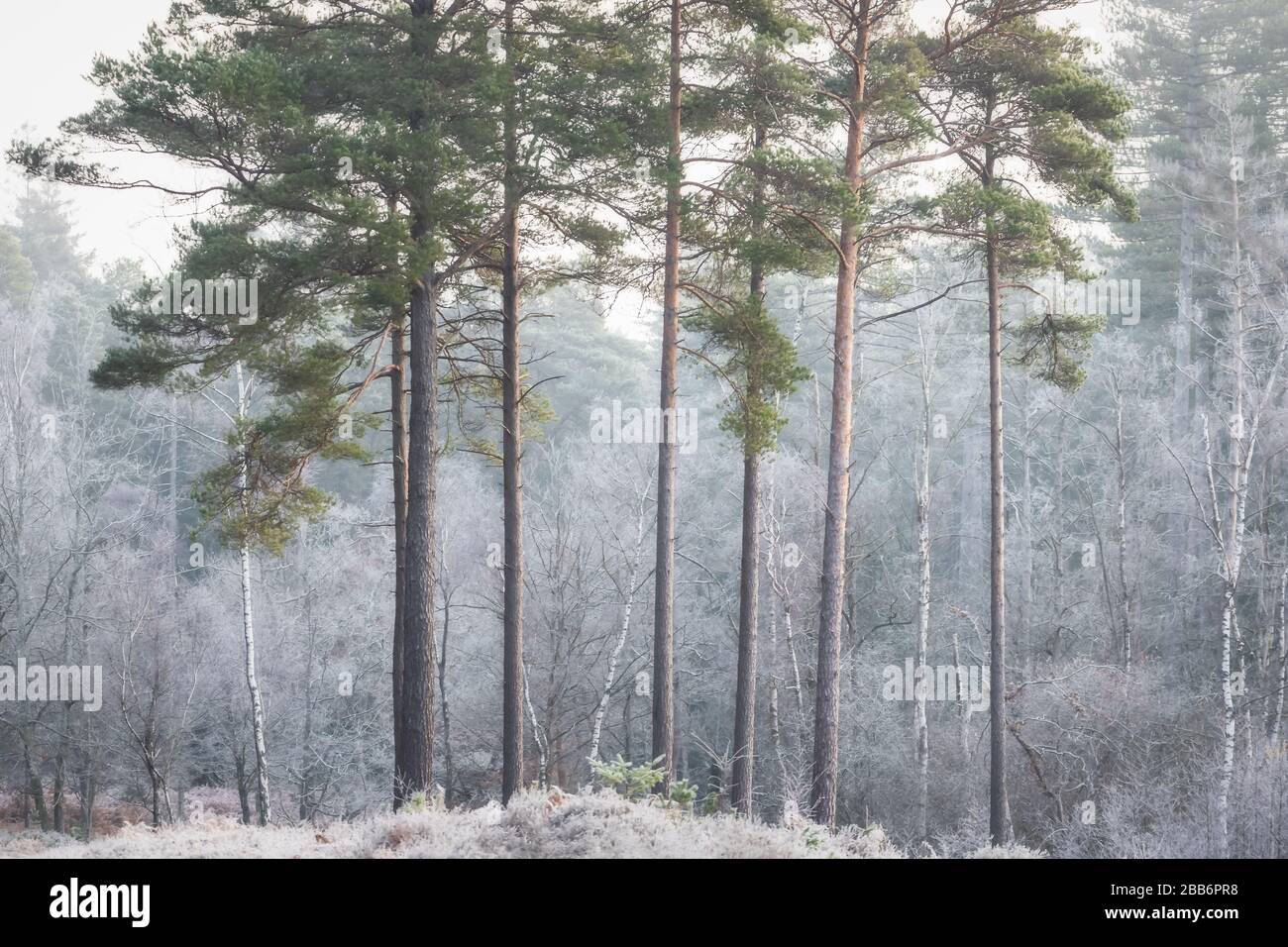 Autunno Foresta Nuova Foto Stock