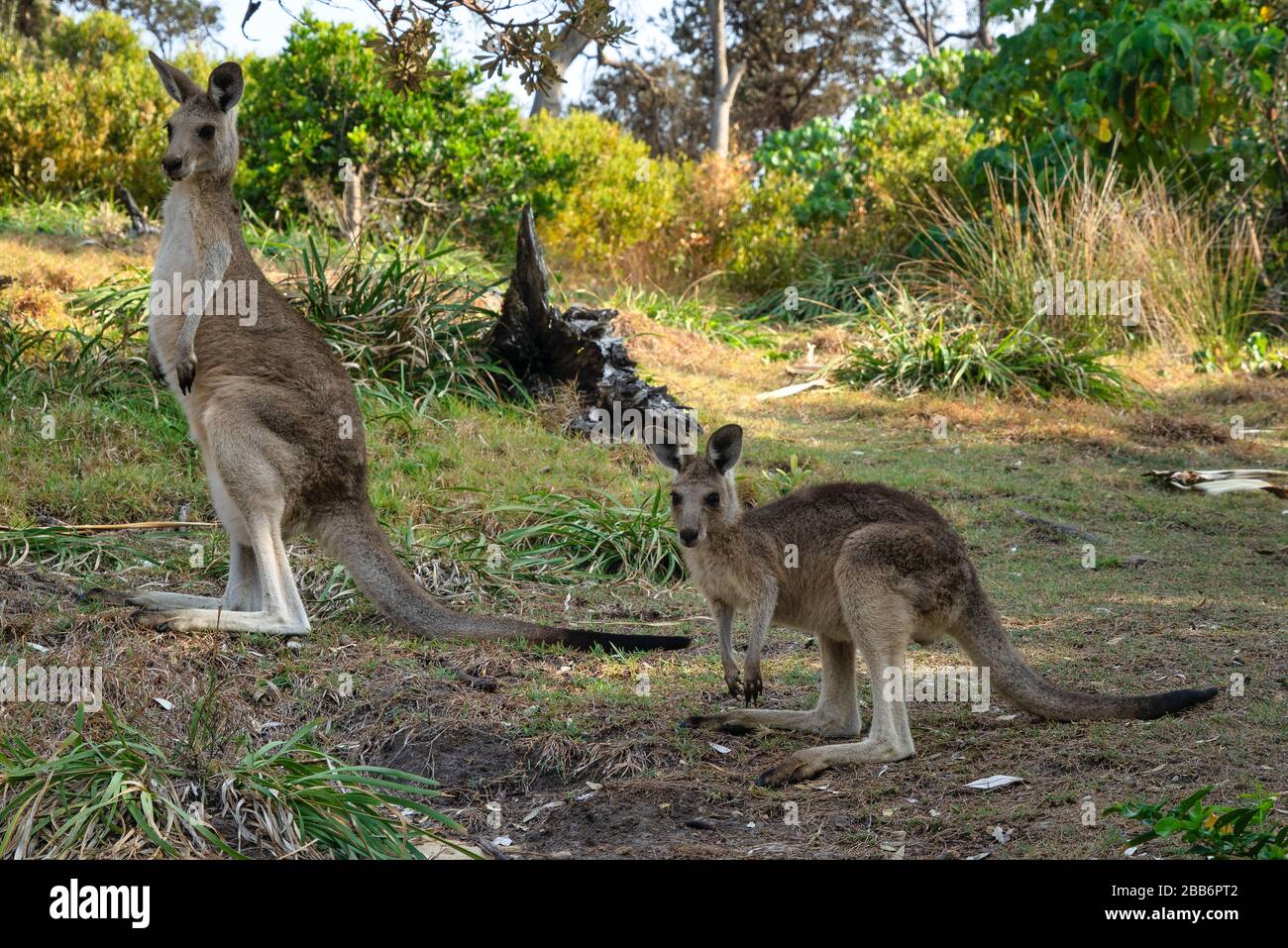 Canguro grigio orientale e sua joey, North Stradbroke Island, Queensland, Australia Foto Stock