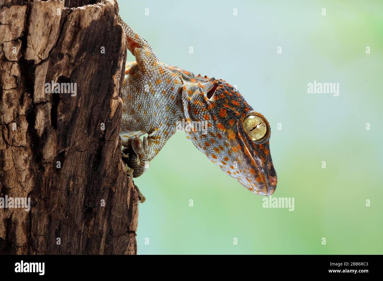 Ritratto di un tokay gecko, Indonesia Foto Stock