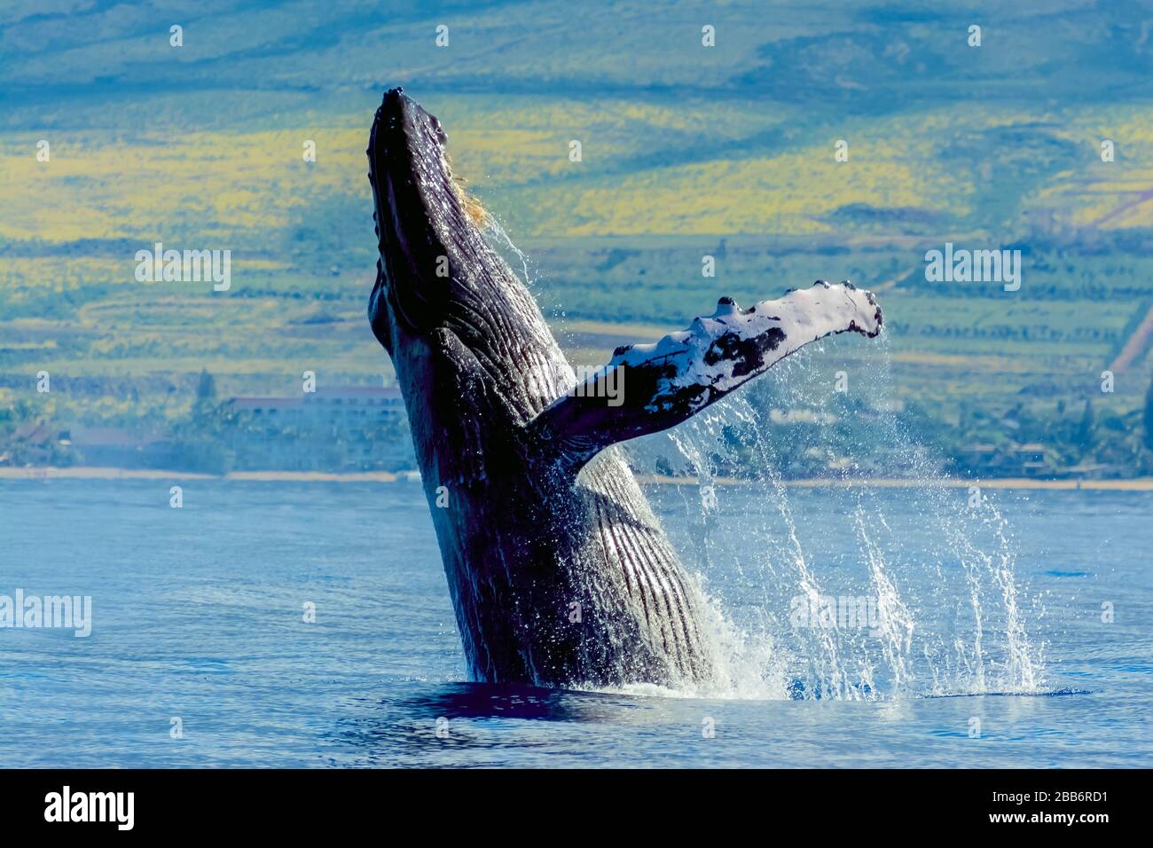 Coda di balena Humpback fluke in oceano, Maui, Hawaii, USA Foto Stock
