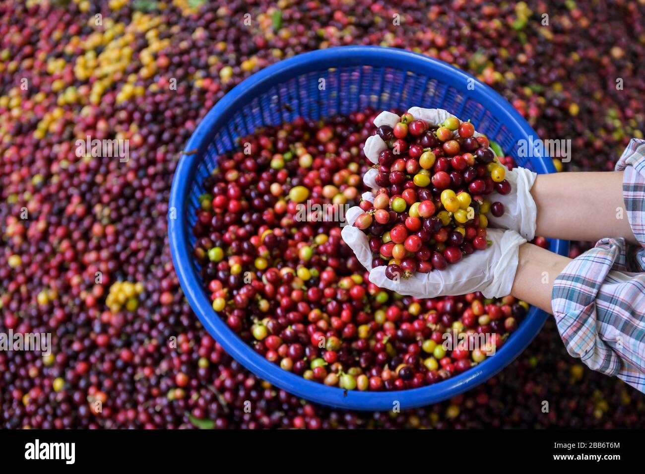 Mani umane che tengono chicchi di caffè arabica appena raccolti Foto Stock