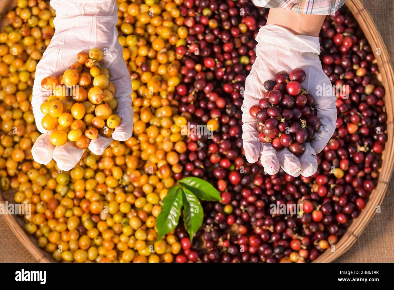 Mani umane che tengono chicchi di caffè arabica appena raccolti Foto Stock