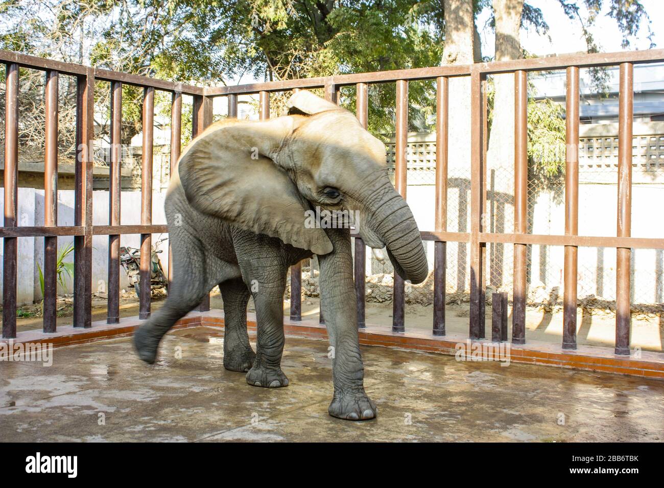 Elefante Foto Stock