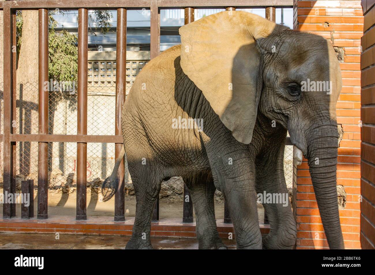 Elefante Foto Stock