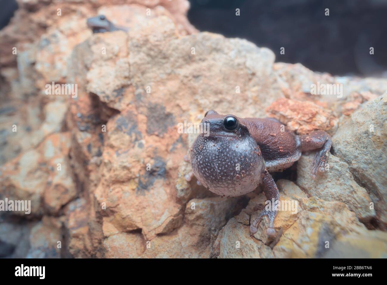 Rana di albero del deserto (Litoria rubella) con sacco vocale gonfiato seduto su una roccia, Australia Foto Stock