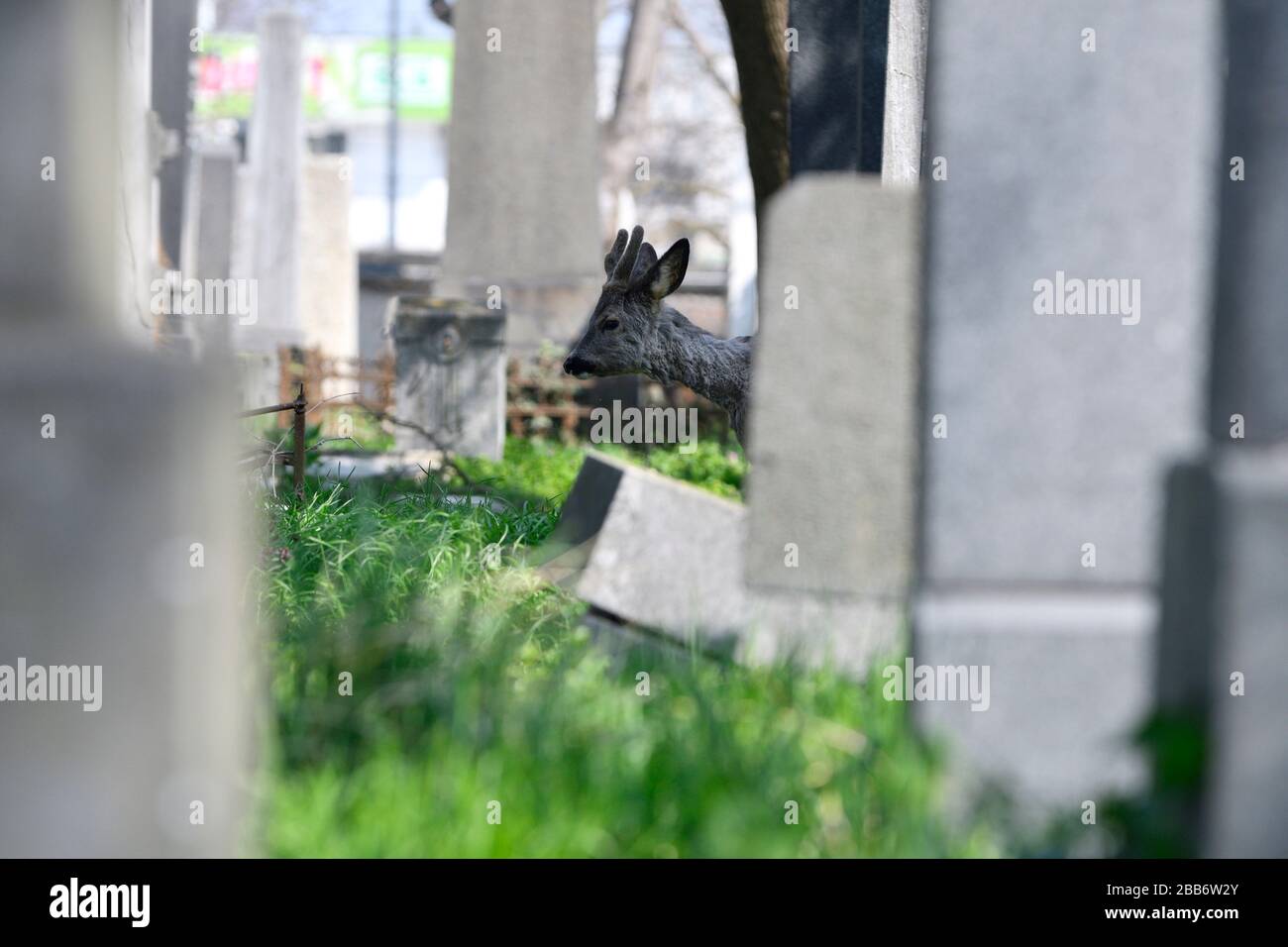 Vienna, Austria. Il cimitero centrale di Vienna in una mite giornata primaverile. Capriolo (capriolo) Godetevi il caldo tempo. Foto Stock